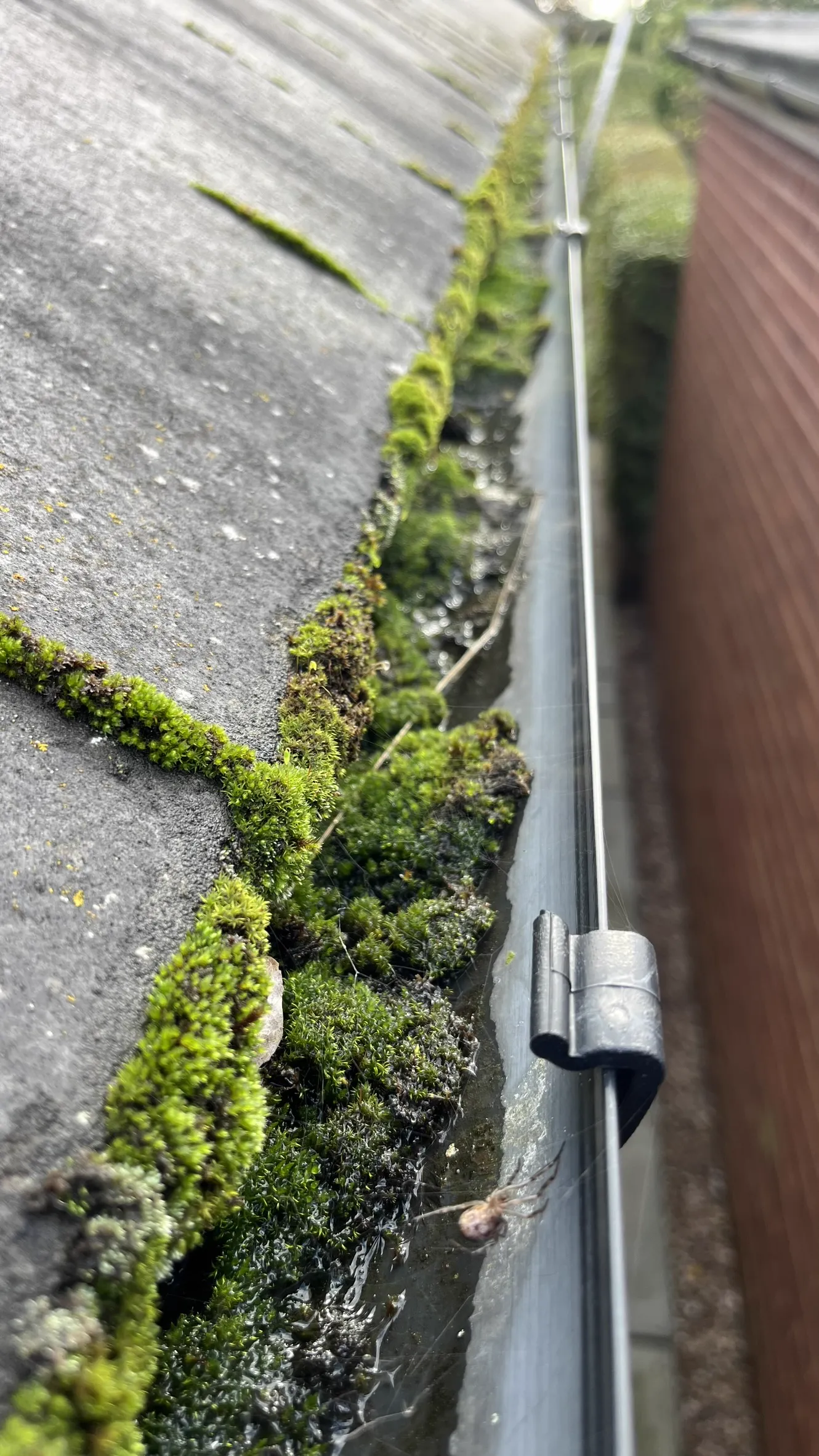 A gutter full of leaves and moss before cleaning