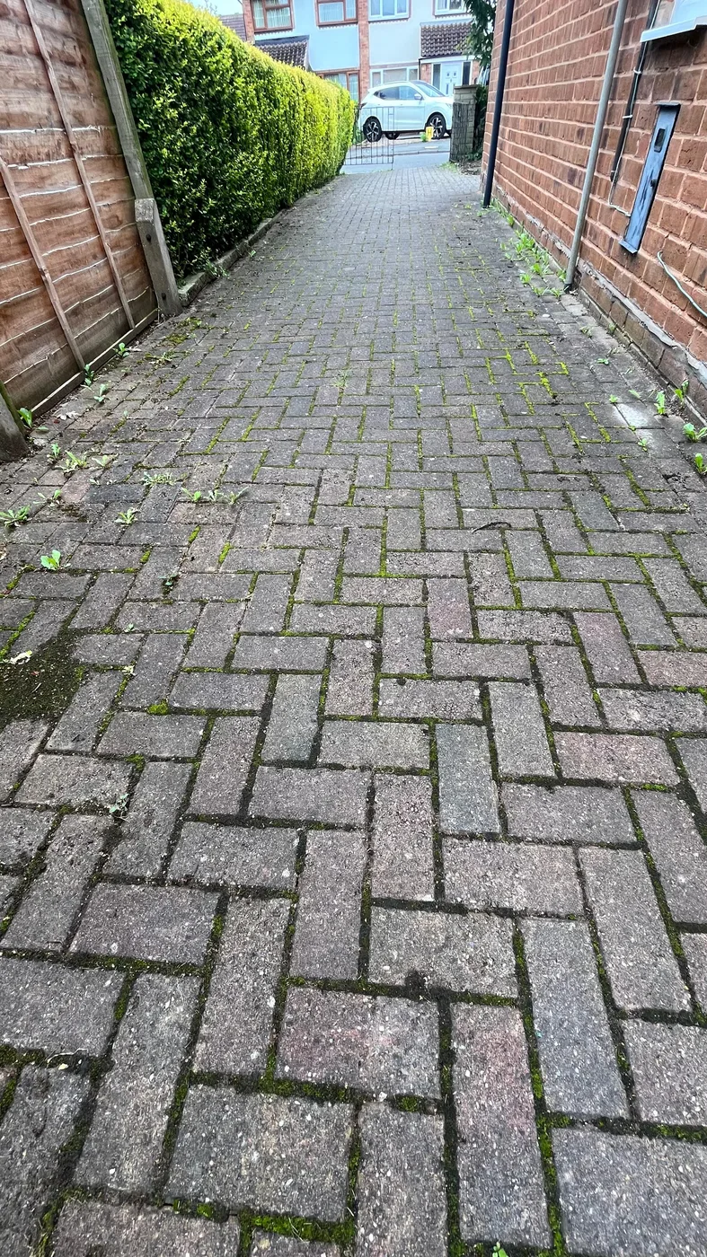 Moss and weed overgrown side alley path before cleaning